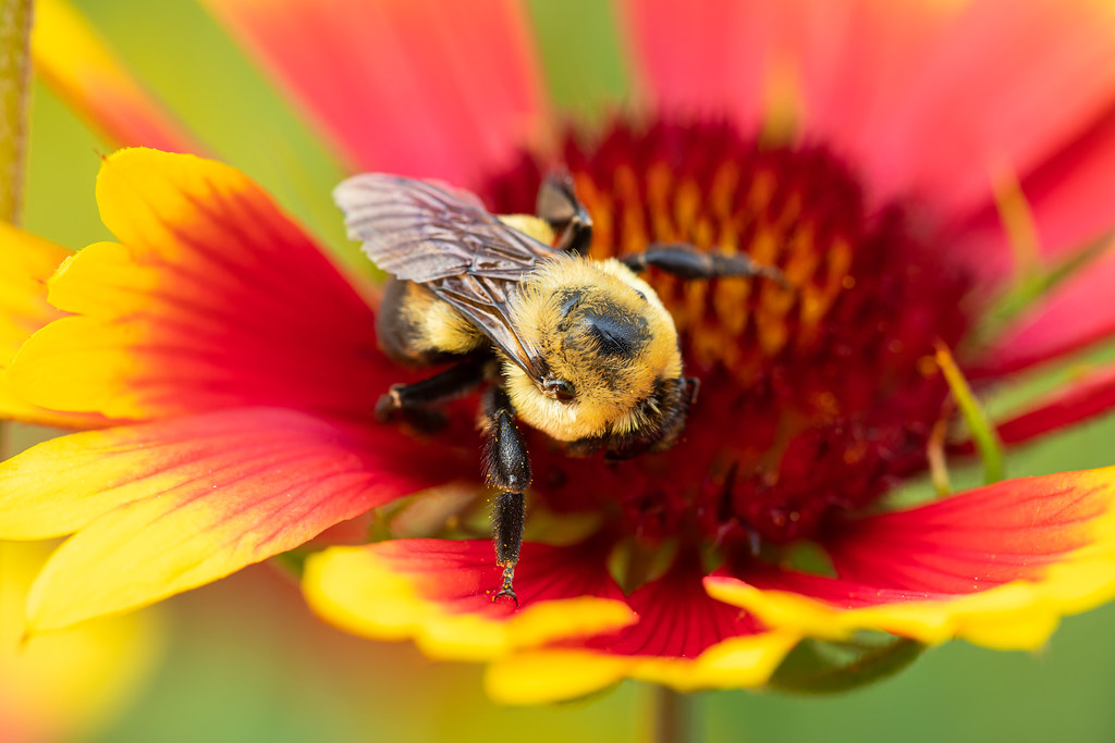 Bourdon butinant une fleur