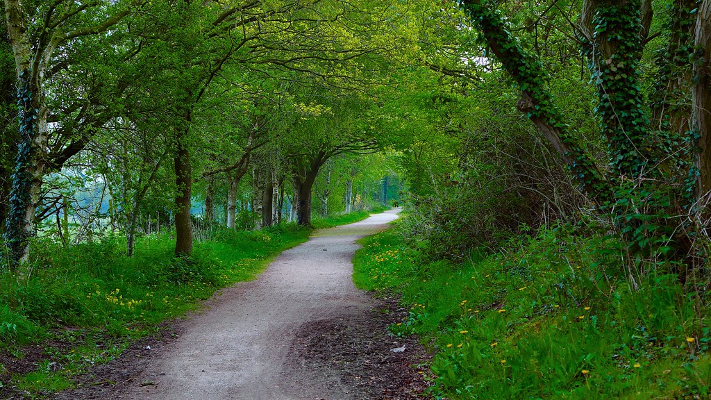 Chemin bordé de jeunes arbres dans un boisement
