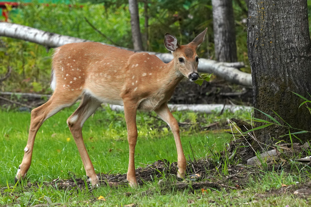 Jeune chevreuil en lisière de bois