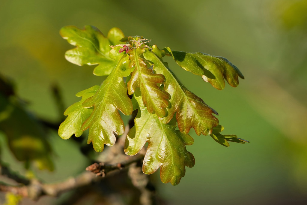 Feuilles de chêne au printemps
