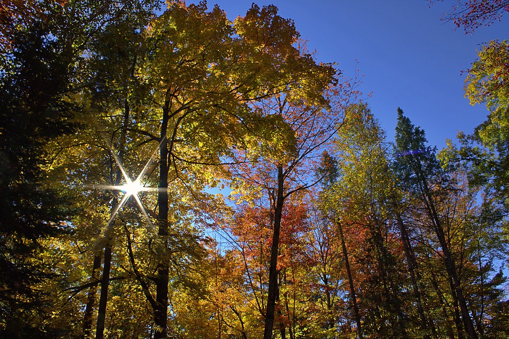 Forêt de feuillus traversée par la lumière en automne
