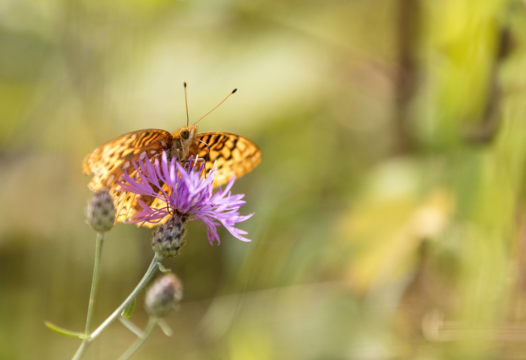 Papillon sur une fleur de prairie