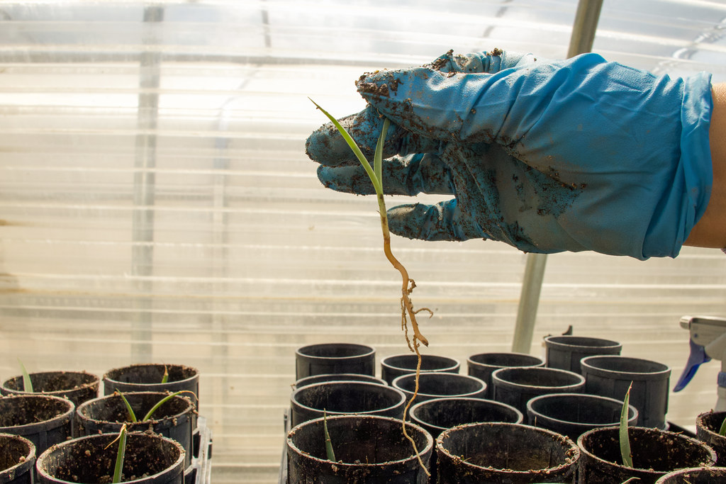 Jeunes plants en godets dans une pépinière