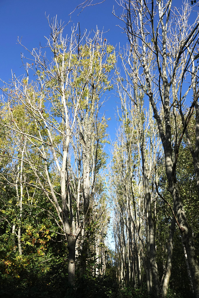 Jeunes arbres plantés en lignes régulières