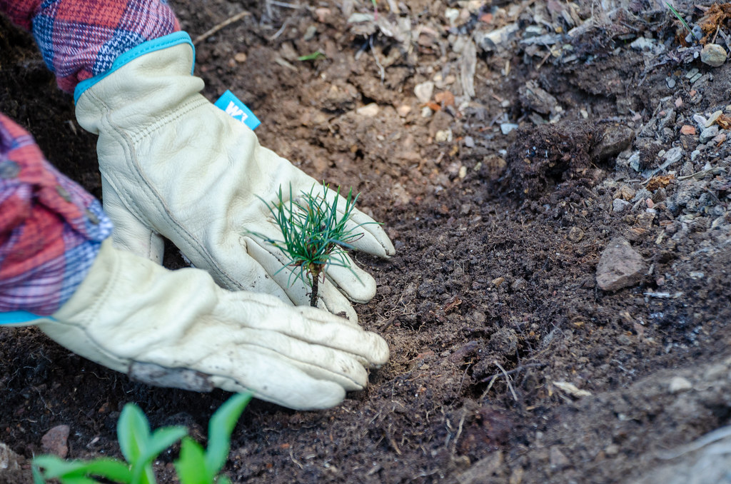 Mains gantées mettant en terre un jeune plant résineux