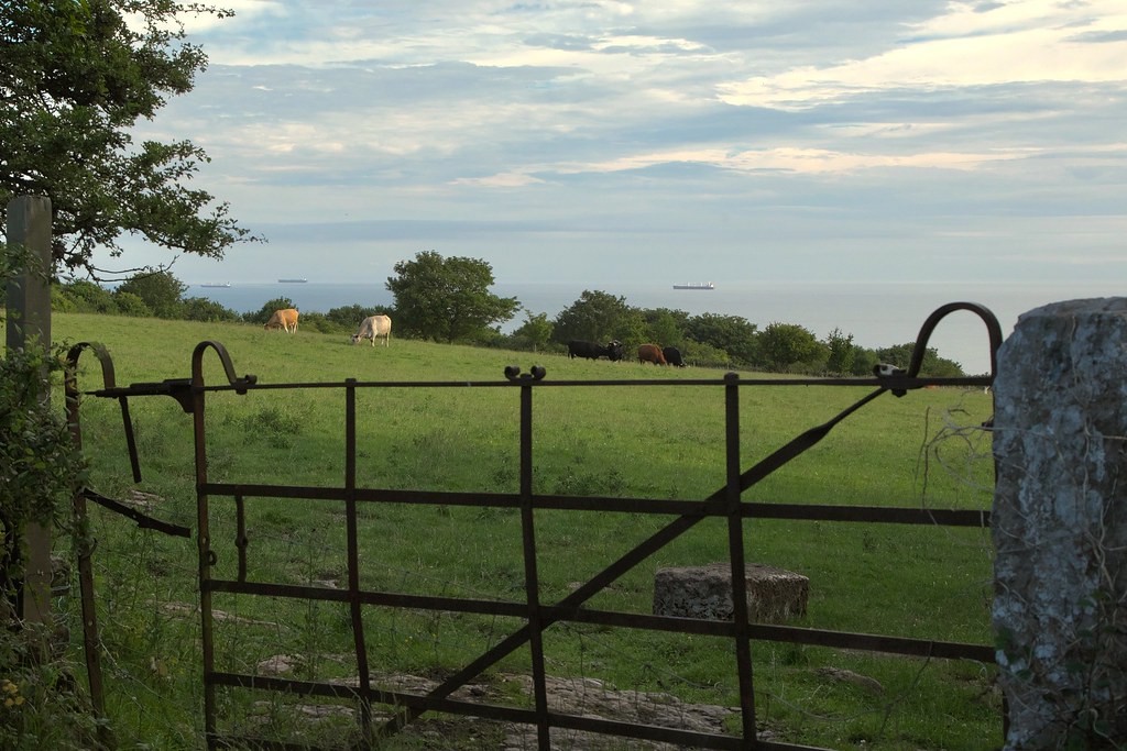 Portail de champ et haie en bordure de parcelle agricole