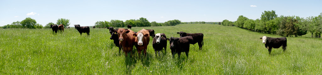 Vaches dans une prairie bordée d arbres
